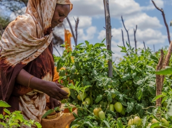A woman farming from Hubsa Farm in Isiolo County, Kenya