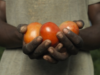 Ernest Bikorimana Desire, 29, with his tomatoes in Uganda.