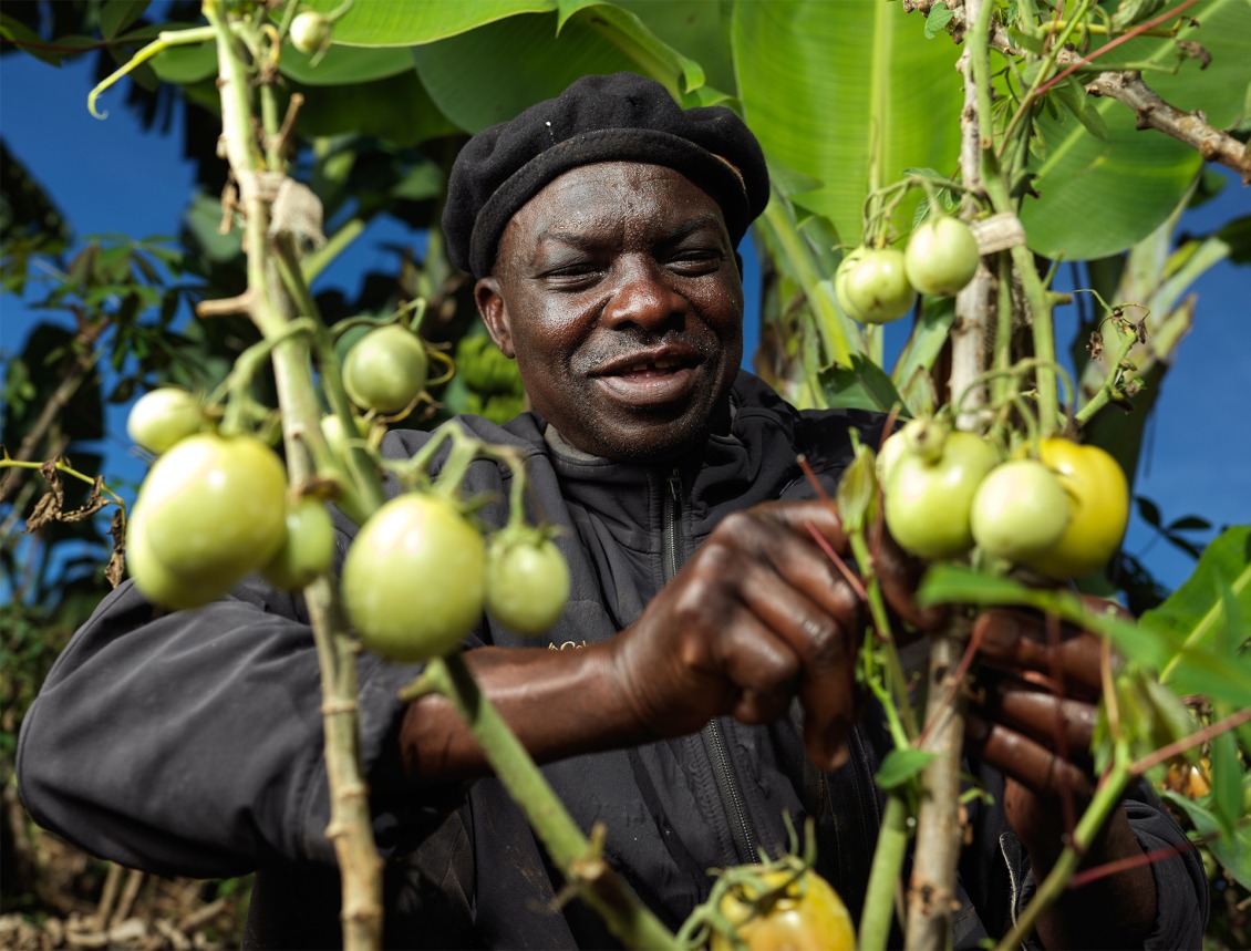 Roger harvest his tomatoes.