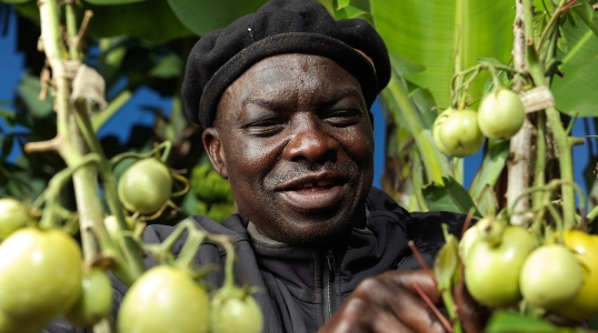 Roger harvest his tomatoes.