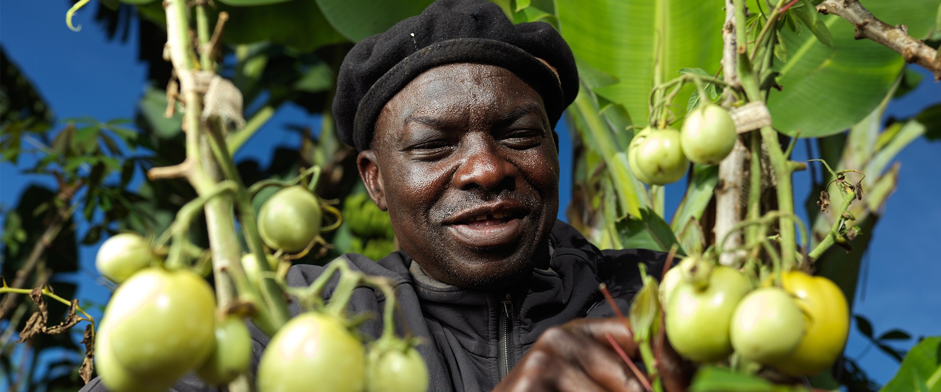 Roger harvest his tomatoes.