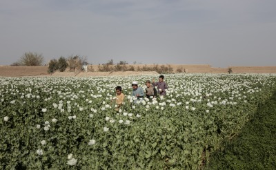 Four boys run through a field of poppies.