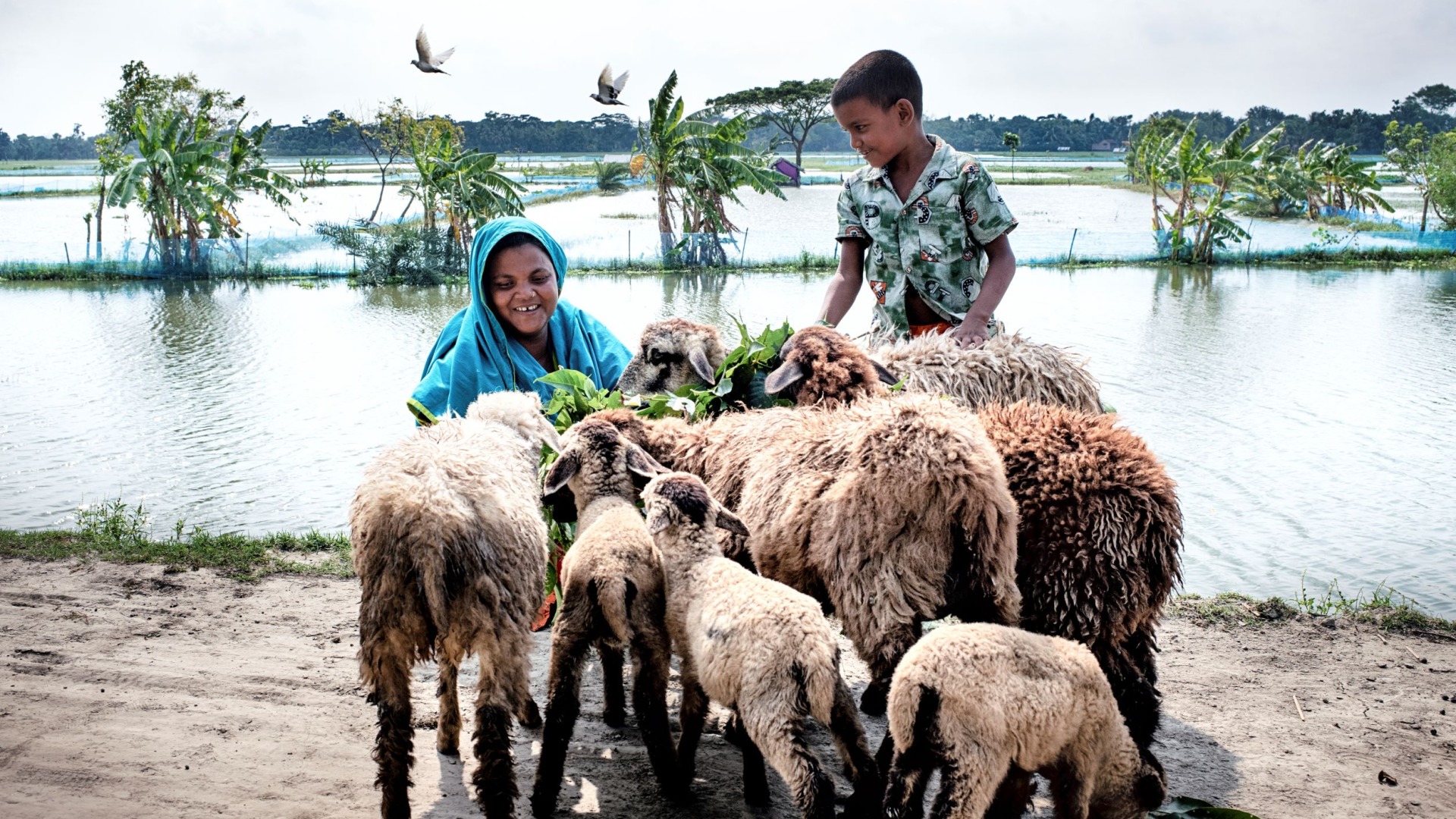 A woman and her son with several sheep that they are raising in a flood-prone are of Bangladesh.
