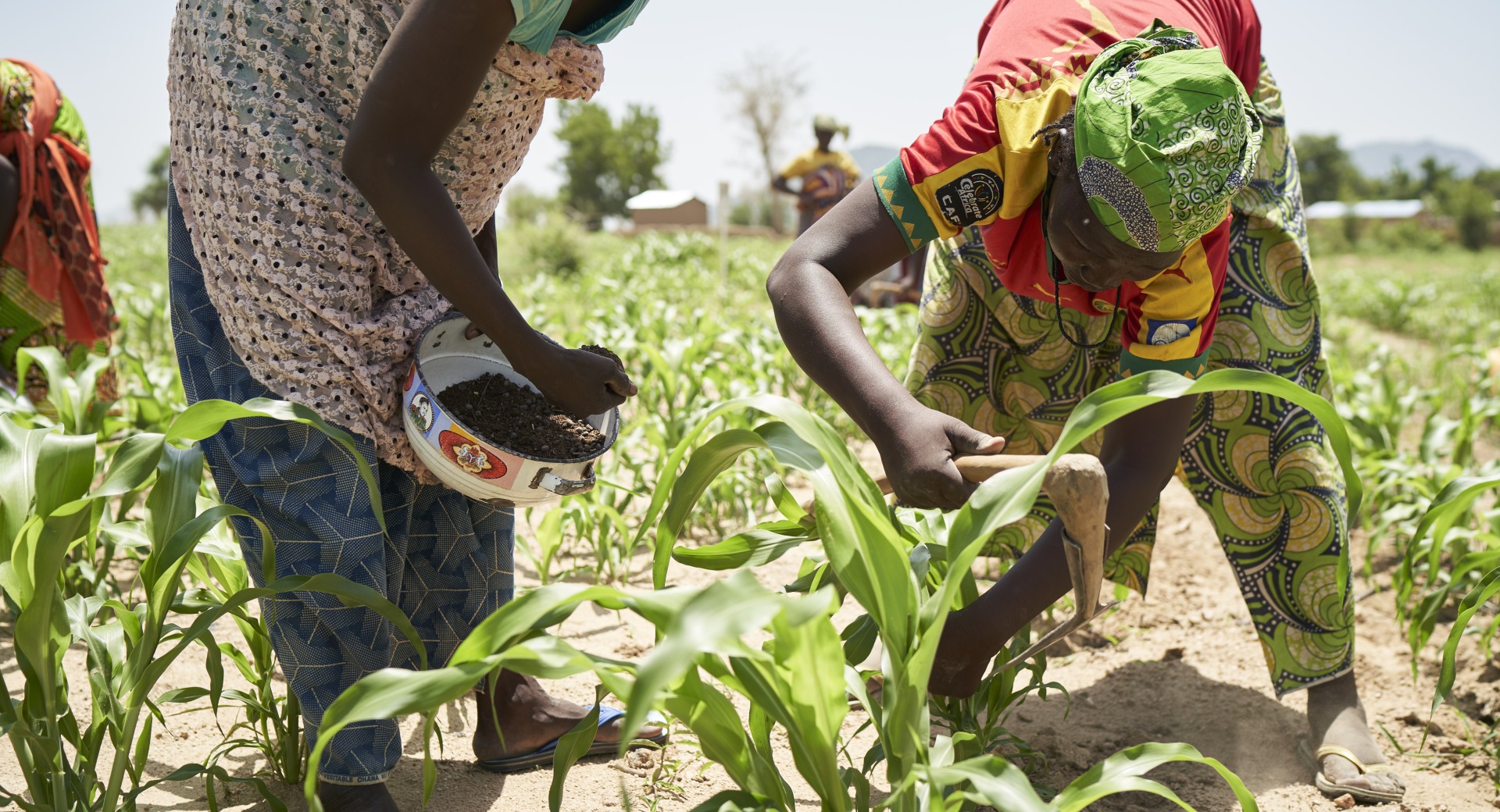 Women in Cameroon work together in a field of crops.