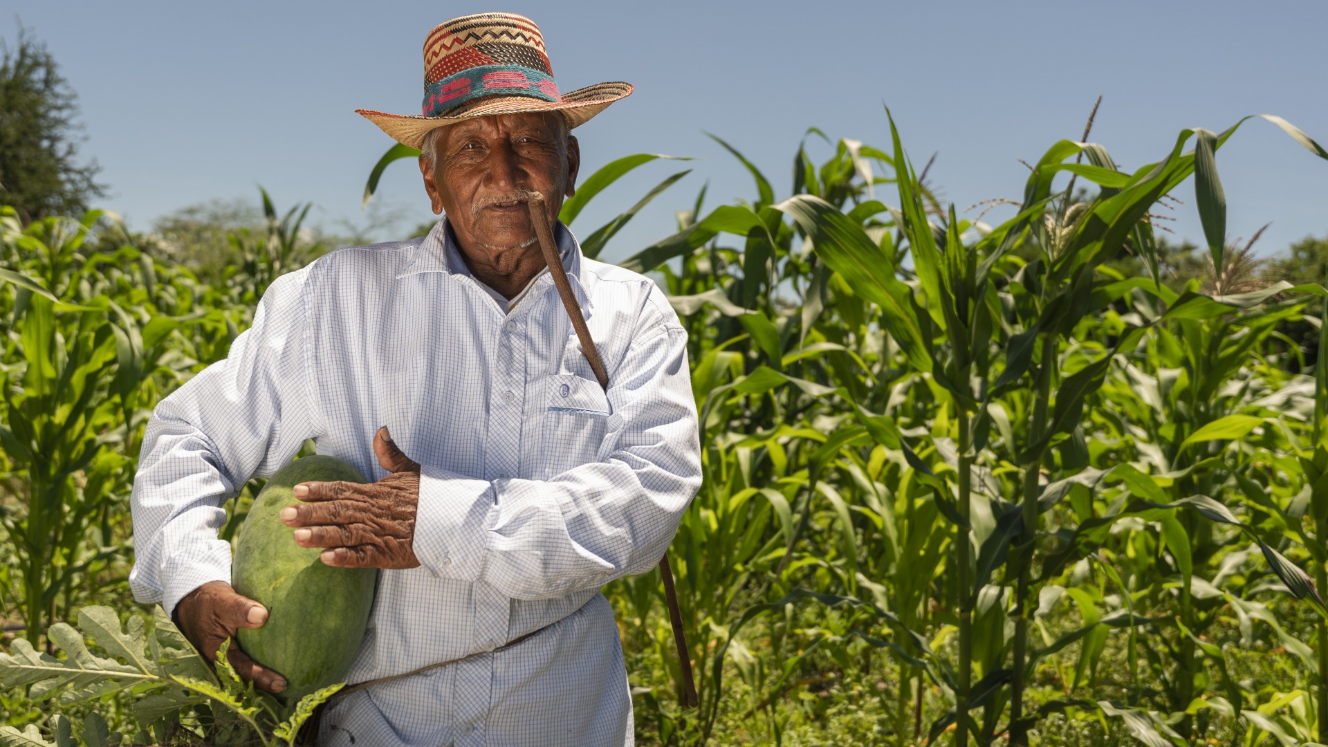 A farmer stands in his fields.