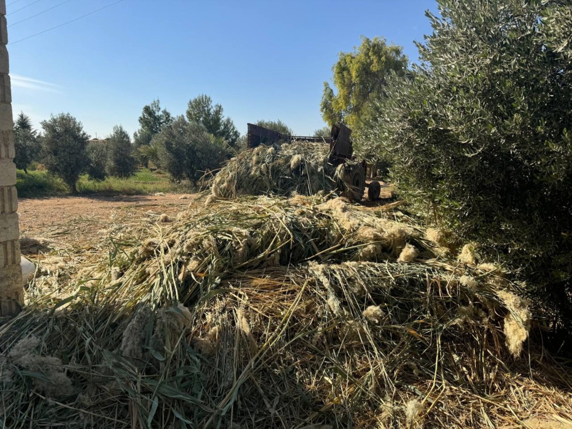 Invasive Giant reed is growing rapidly, damaging soil and infrastructure in Syria.