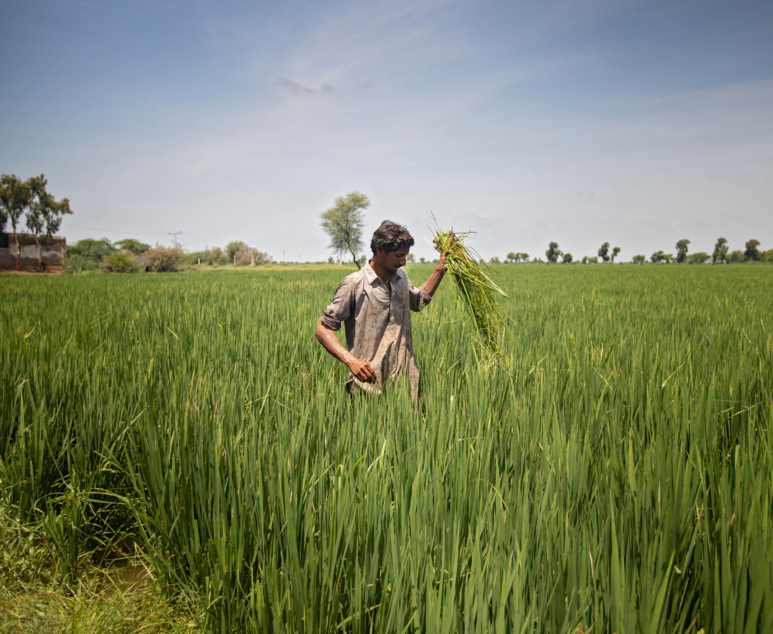 In Pakistan's Sindh province, Action Against Hunger is helping farmers grow Zinc-enriched wheat for improved nutrition. Abdul Razzak, 30, received training in Crop Cultivation which has helped him increase his yearly yield.