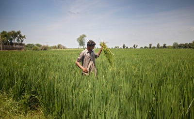 In Pakistan's Sindh province, Action Against Hunger is helping farmers grow Zinc-enriched wheat for improved nutrition. Abdul Razzak, 30, received training in Crop Cultivation which has helped him increase his yearly yield.