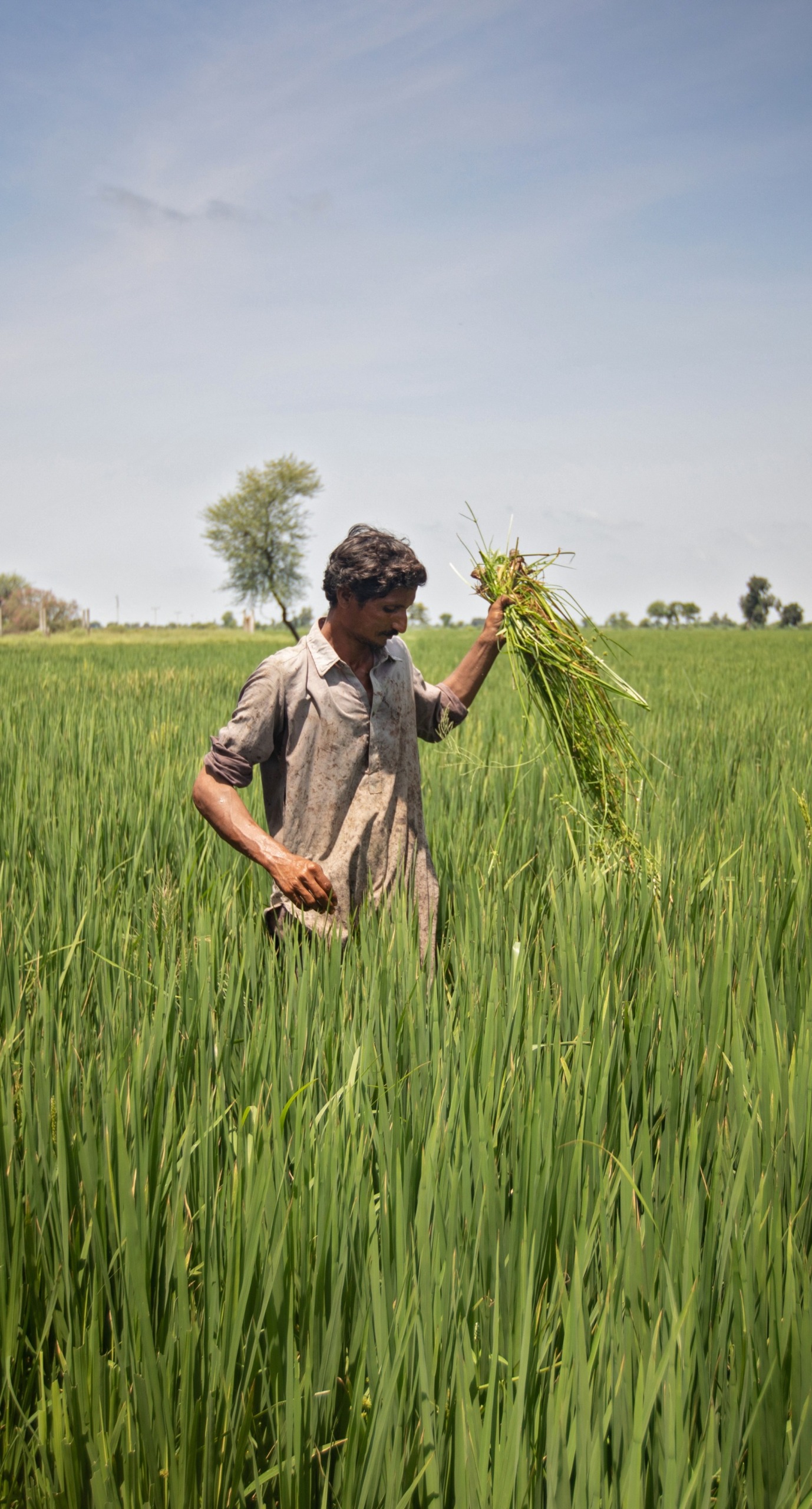 In Pakistan's Sindh province, Action Against Hunger is helping farmers grow Zinc-enriched wheat for improved nutrition. Abdul Razzak, 30, received training in Crop Cultivation which has helped him increase his yearly yield.