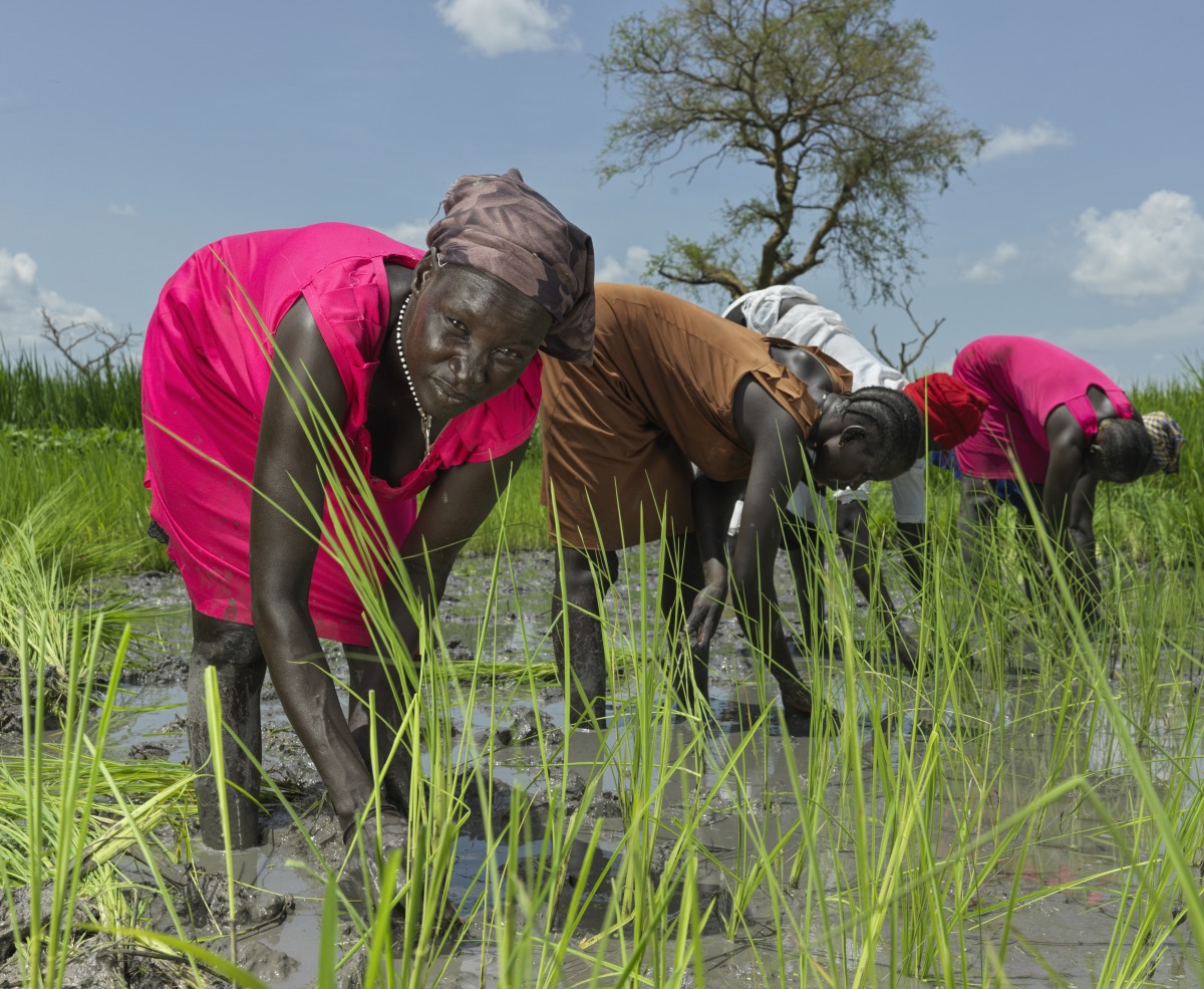 Nyaok Dieng, 34, plants rice in the Action Against Hunger rice paddy.