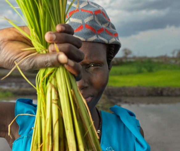 A farmer shows the rice cultivated with the support of Action Against Hunger