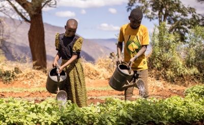 Children watering their family garden in Chogola village, Tanzania